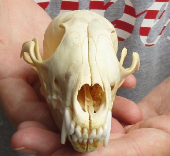 Real 5-3/4" Red Fox Skull - $45