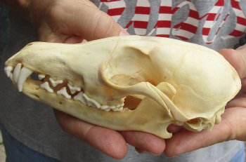 Real 5-3/4" Red Fox Skull - $45