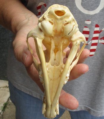 Real 5-3/4" Red Fox Skull - $45