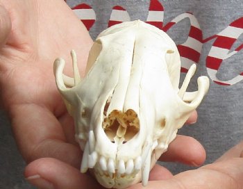 6" Red Fox Skull, available for sale - $45