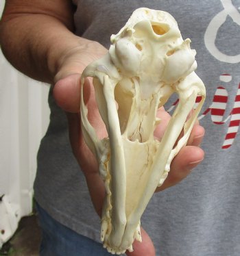 6" Red Fox Skull, available for sale - $45