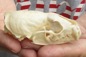 B-Grade 3-1/4 inch American pine marten skull (mouth glued shut) - $21 