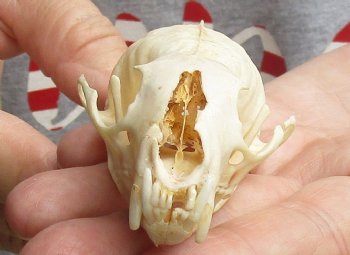 B-Grade 3-1/4 inch American pine marten skull (mouth glued shut) - $21 