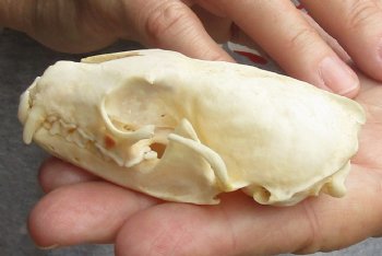 B-Grade 3-1/4 inch American pine marten skull (mouth glued shut) - $21 