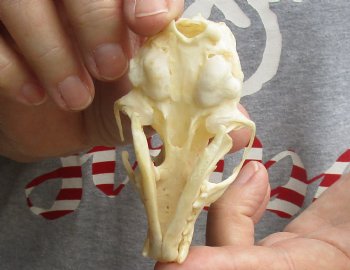 B-Grade 3-1/4 inch American pine marten skull (mouth glued shut) - $21 