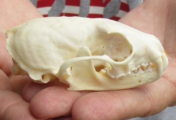 3-1/2 inch American pine marten skull (mouth glued shut) - $28 