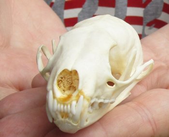 3-1/2 inch American pine marten skull (mouth glued shut) - $28 