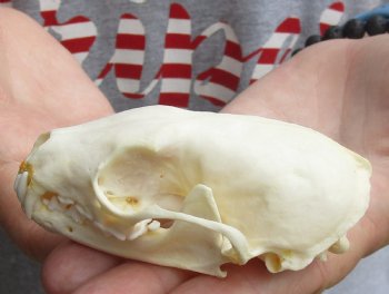 3-1/2 inch American pine marten skull (mouth glued shut) - $28 