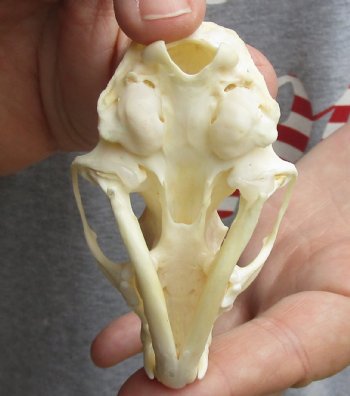 3-1/2 inch American pine marten skull (mouth glued shut) - $28 