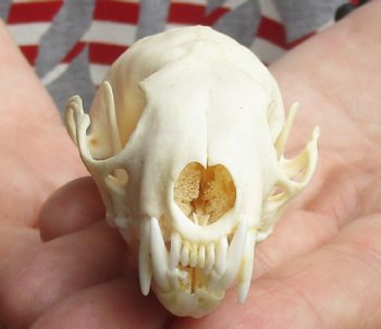 Buy Now this 3-1/4 inch American pine marten skull (mouth glued shut) - $28 