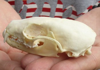 Buy Now this 3-1/4 inch American pine marten skull (mouth glued shut) - $28 