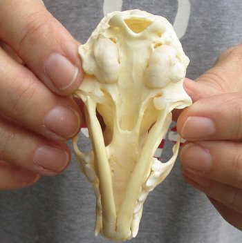 Buy Now this 3-1/4 inch American pine marten skull (mouth glued shut) - $28 