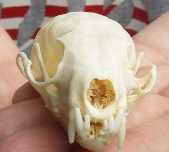 Buy Now this 3 inch American pine marten skull (mouth glued shut) - $28 