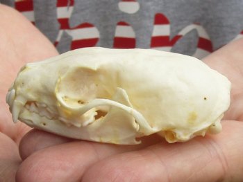 Buy Now this 3 inch American pine marten skull (mouth glued shut) - $28 