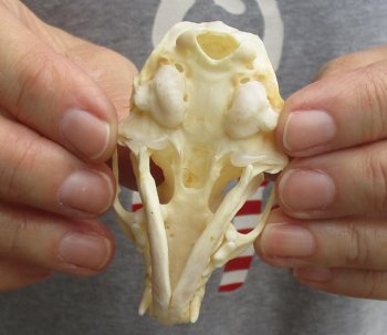 Buy Now this 3 inch American pine marten skull (mouth glued shut) - $28 