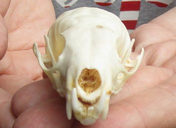 Buy Now this 3 inch American pine marten skull (mouth glued shut) - $28 