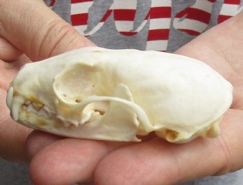 Buy Now this 3 inch American pine marten skull (mouth glued shut) - $28 