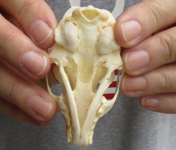 Buy Now this 3 inch American pine marten skull (mouth glued shut) - $28 