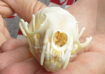 For Sale 3-1/4 inch American pine marten skull (mouth glued shut) - $28 