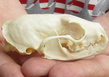 B-Grade 3-1/4 inch American pine marten skull (mouth glued shut) - $21 