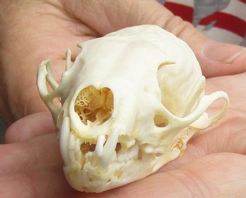 B-Grade 3-1/4 inch American pine marten skull (mouth glued shut) - $21 