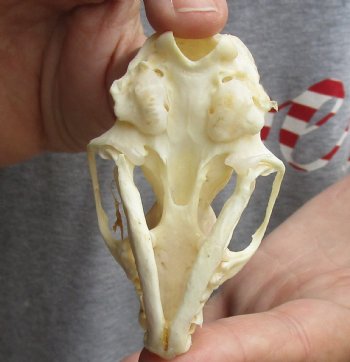 B-Grade 3-1/4 inch American pine marten skull (mouth glued shut) - $21 