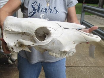 Wholesale B-Grade North American Cow Top Skull - $23; 4 or more $20 each