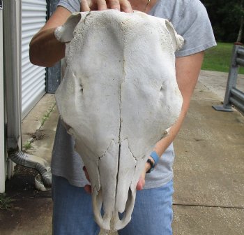 Wholesale B-Grade North American Cow Top Skull - $23; 4 or more $20 each