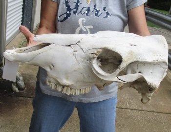 Wholesale B-Grade North American Cow Top Skull - $23; 4 or more $20 each