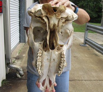 Wholesale B-Grade North American Cow Top Skull - $23; 4 or more $20 each