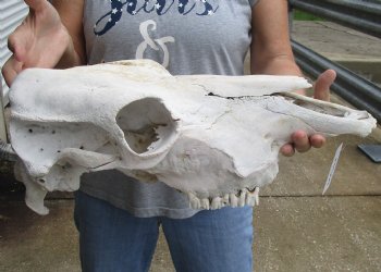 Genuine B-Grade North American Cow Top Skull, 19 inches long - $28.00