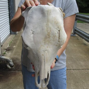 Genuine B-Grade North American Cow Top Skull, 19 inches long - $28.00