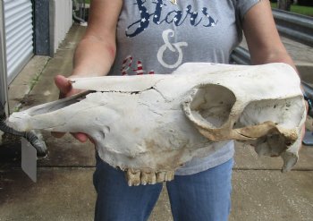 Genuine B-Grade North American Cow Top Skull, 19 inches long - $28.00