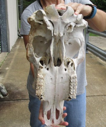 Genuine B-Grade North American Cow Top Skull, 19 inches long - $28.00