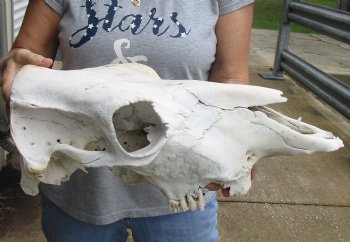 Genuine B-Grade North American Cow Top Skull, 18 inches long - $28.00