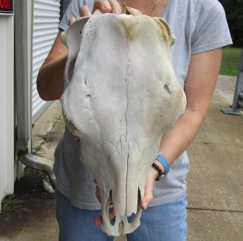 Genuine B-Grade North American Cow Top Skull, 18 inches long - $28.00