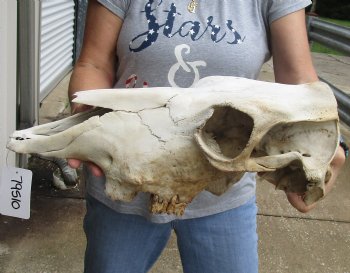 Genuine B-Grade North American Cow Top Skull, 18 inches long - $28.00