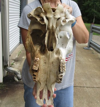 Genuine B-Grade North American Cow Top Skull, 18 inches long - $28.00