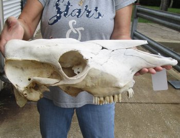 Genuine B-Grade North American Cow Top Skull, 19 inches long - $28.00