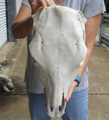 Genuine B-Grade North American Cow Top Skull, 19 inches long - $28.00