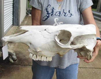 Genuine B-Grade North American Cow Top Skull, 19 inches long - $28.00