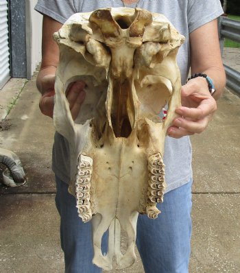 Genuine B-Grade North American Cow Top Skull, 19 inches long - $28.00