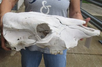 Genuine B-Grade North American Cow Top Skull, 19 inches long - $28.00