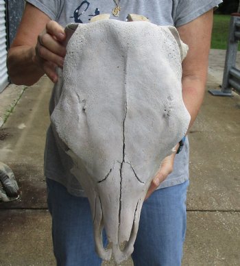 Genuine B-Grade North American Cow Top Skull, 19 inches long - $28.00