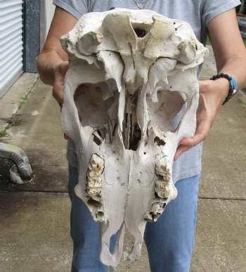 Genuine B-Grade North American Cow Top Skull, 19 inches long - $28.00