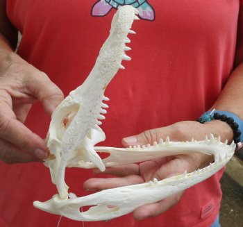 Buy this B-Grade Florida Alligator Skull, 8 inches for $35