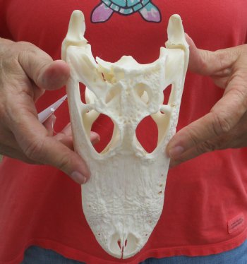 Buy this B-Grade Florida Alligator Skull, 8 inches for $35