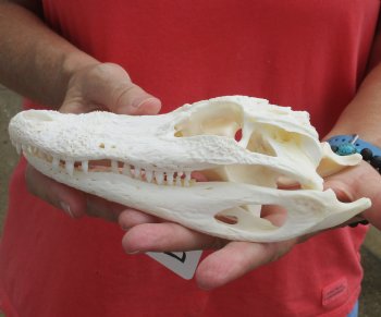 Buy this B-Grade Florida Alligator Skull, 8 inches for $35