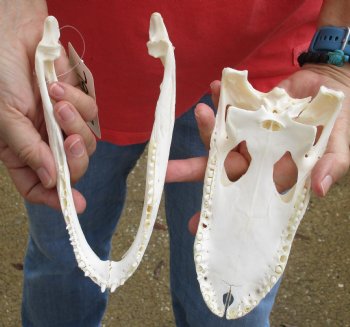 Buy this B-Grade Florida Alligator Skull, 8 inches for $35