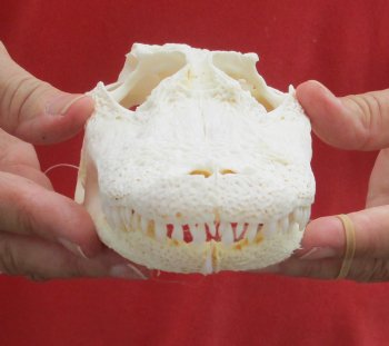  Authentic B-Grade Florida Alligator Skull, 8 x 3-1/2 for $40